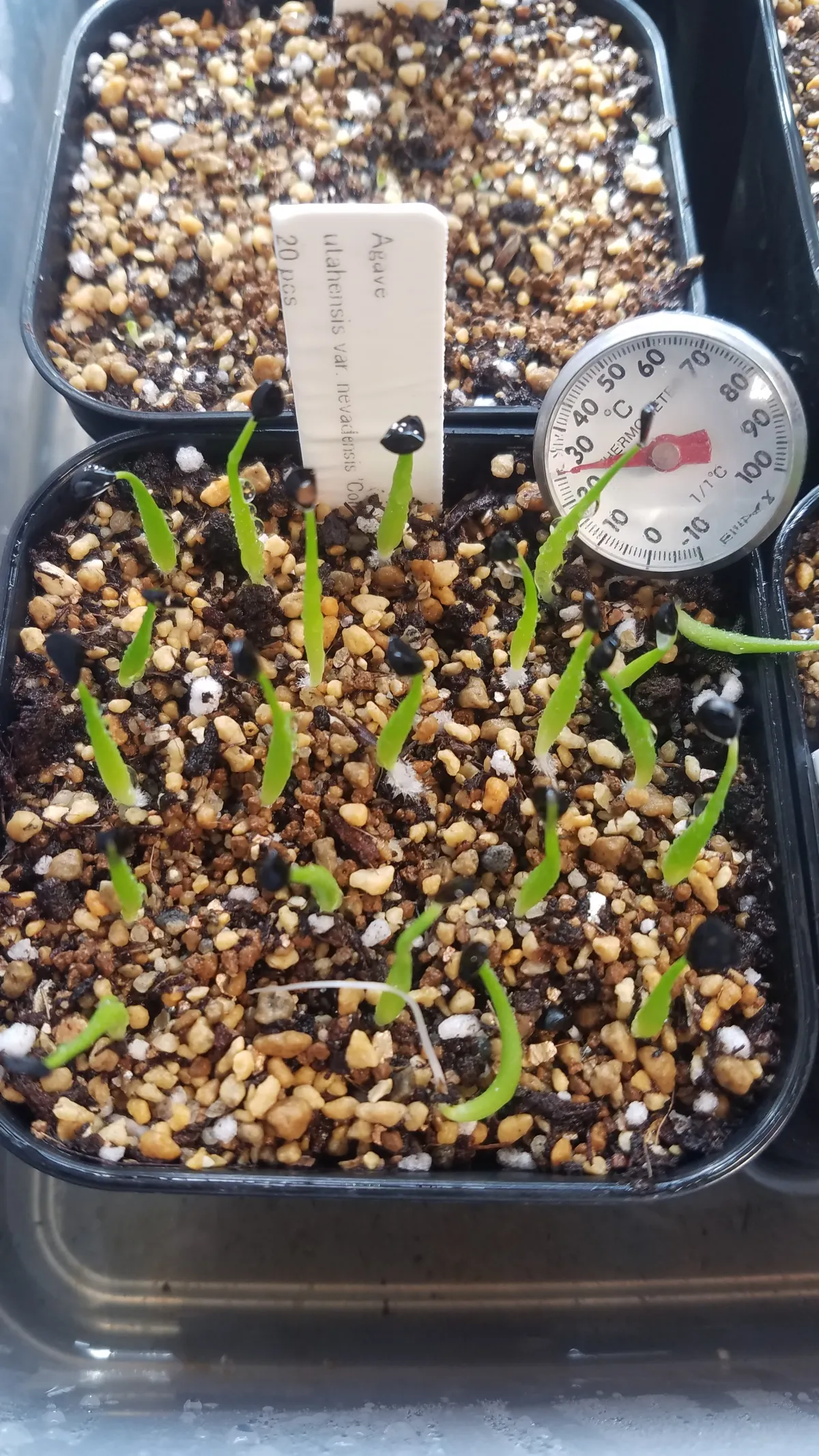 Agave utahensis var. nevadensis 'Compacta' (アガベ ネバデンシス コンパクタ)