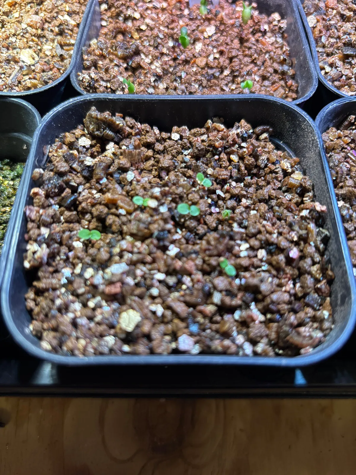 Ficus petiolaris (フィカス ペティオラリス)