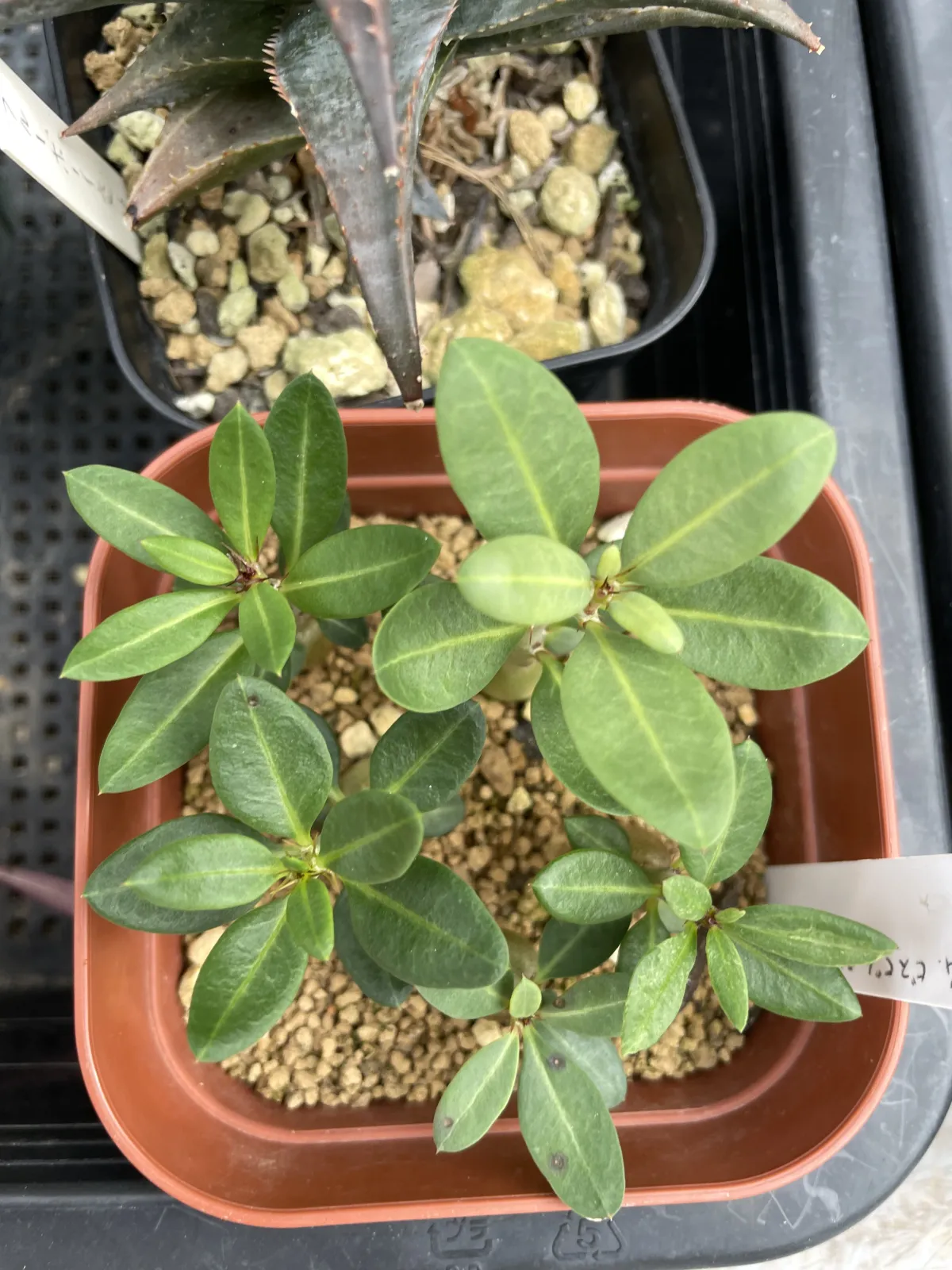 Pachypodium bispinosum (パキポディウム ビスピノーサム)