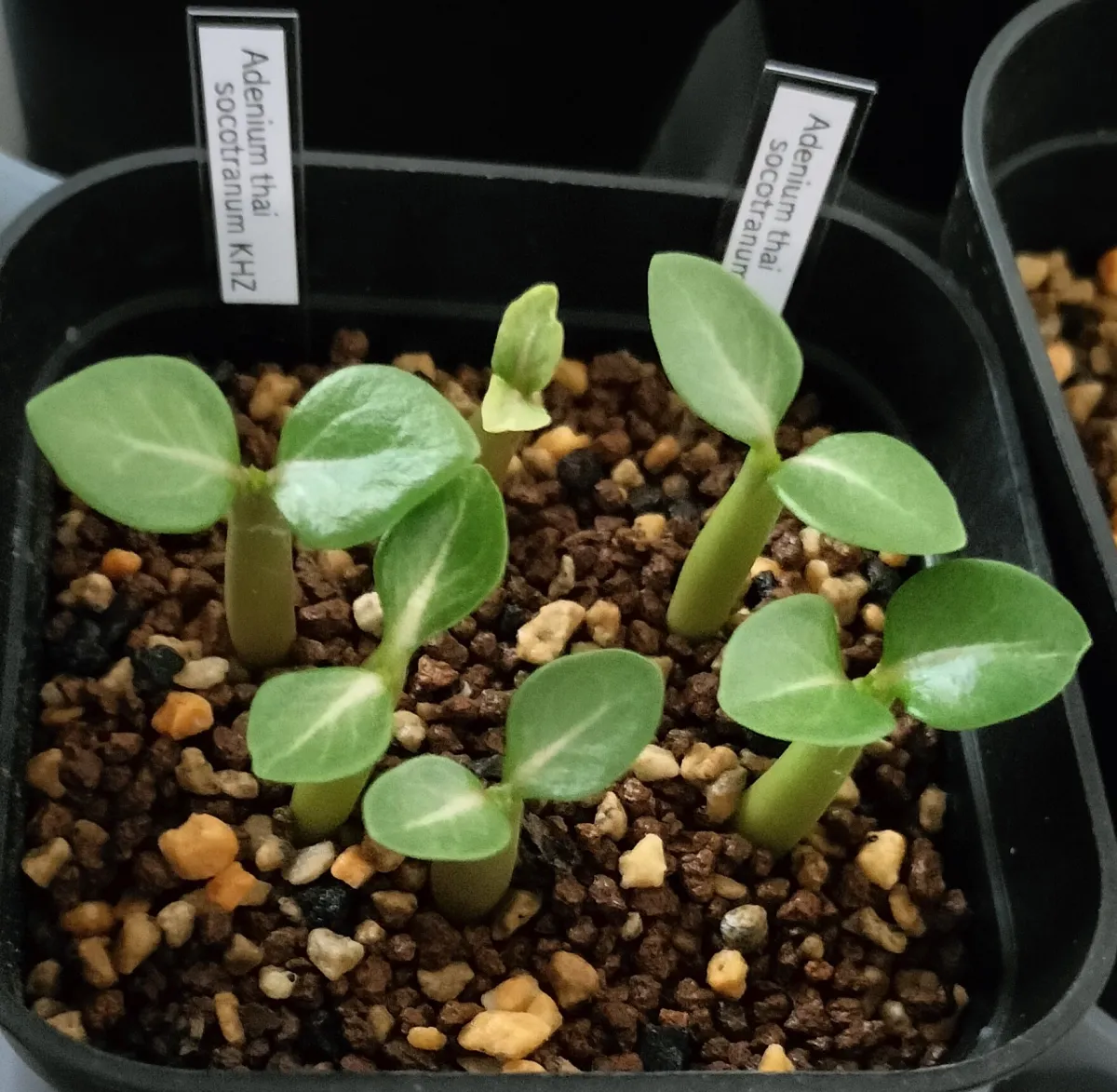 Adenium obesum thai (アデニウム タイ ソコトラナム)