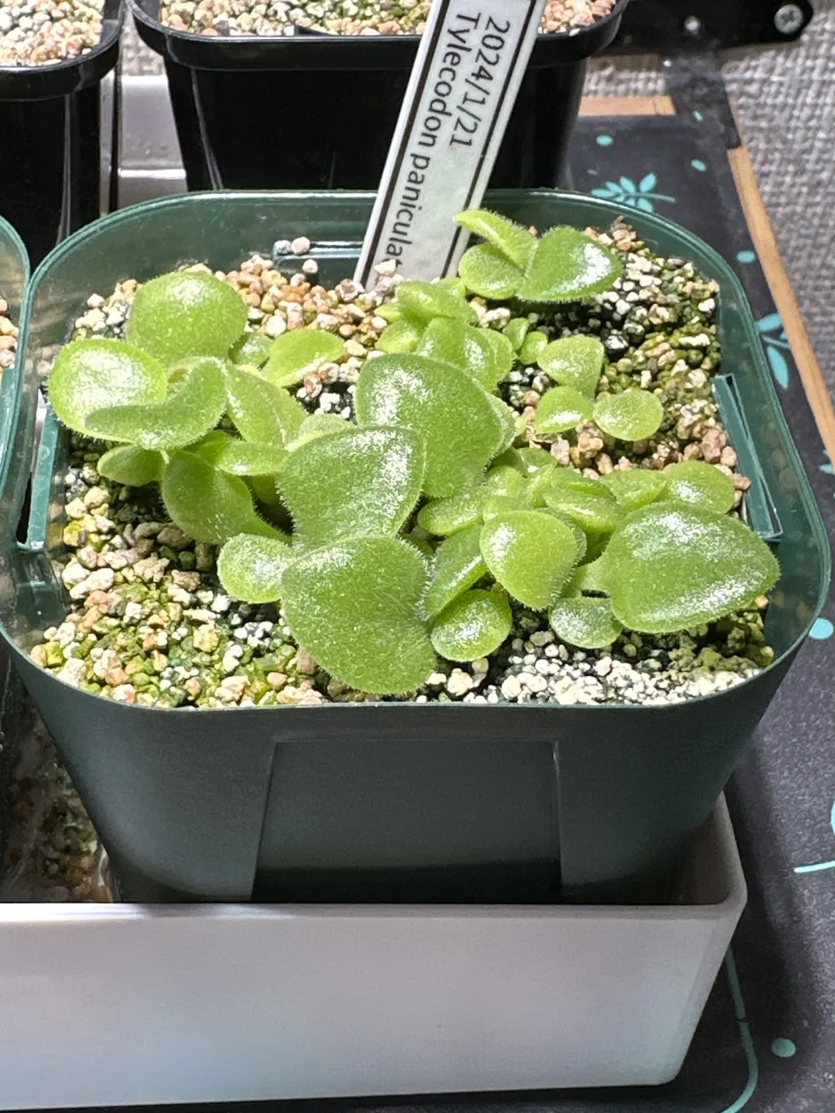 Tylecodon paniculatus (ティレコドン パニクラタス)