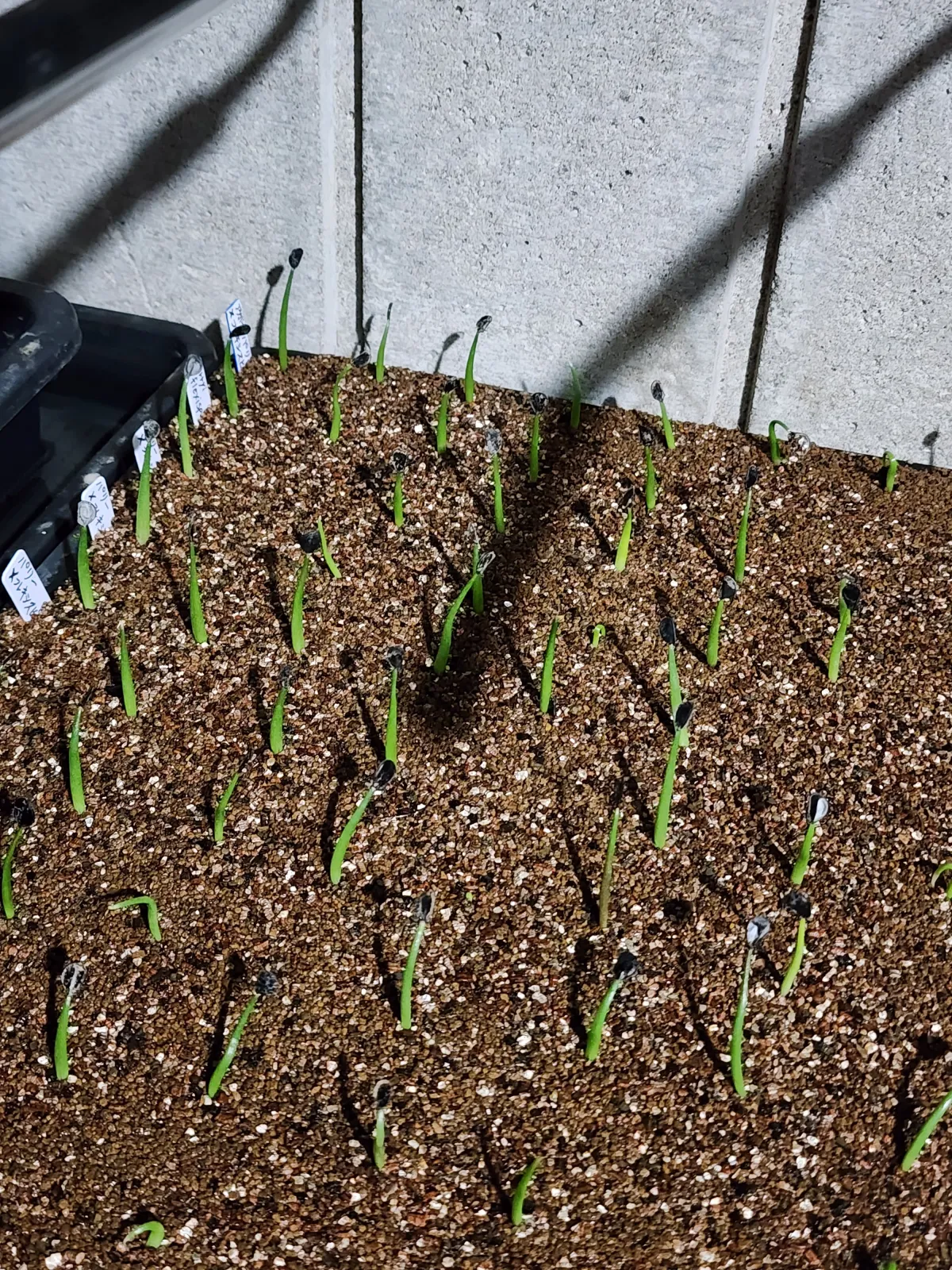 Agave parryi x flexispina (アガベ パリー x フレキシスピナ)