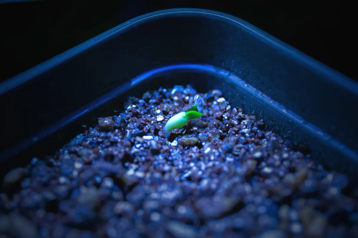 Pachypodium bispinosum (パキポディウム ビスピノーサム)