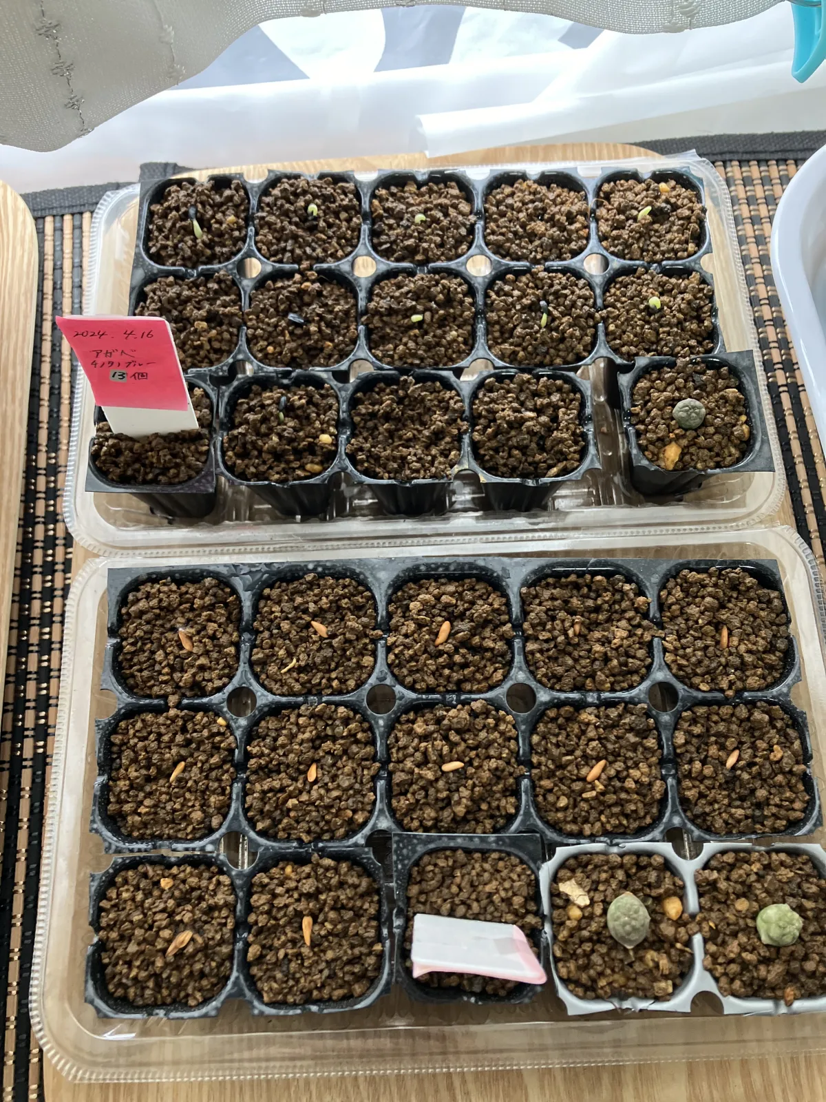 Agave titanota 'Blue' (アガベ チタノタブルー)