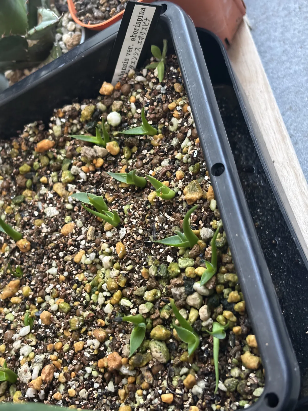 Agave utahensis var. eborispina (アガベ エボリスピナ)