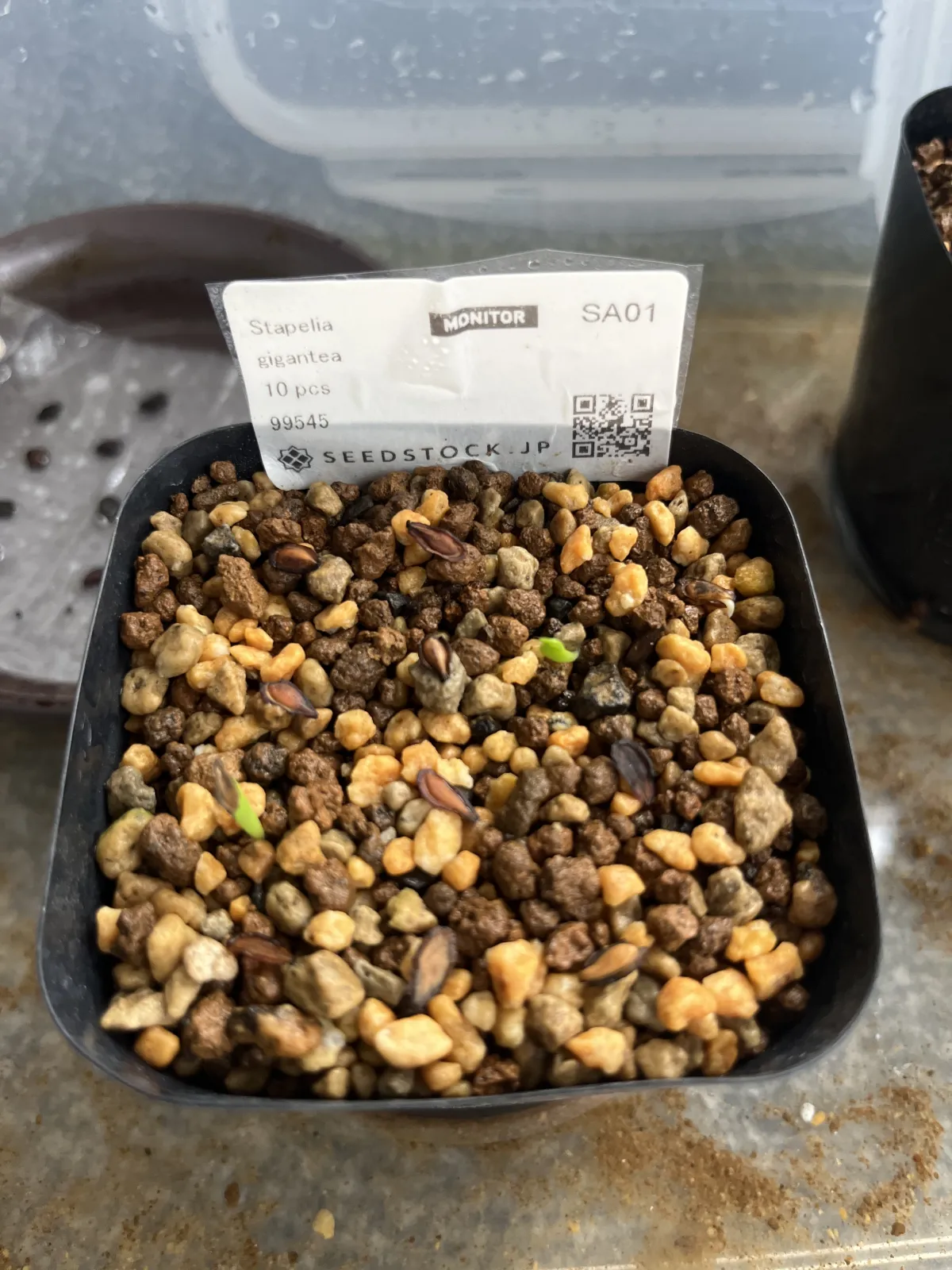 Stapelia gigantea (スタペリア ギガンテア)