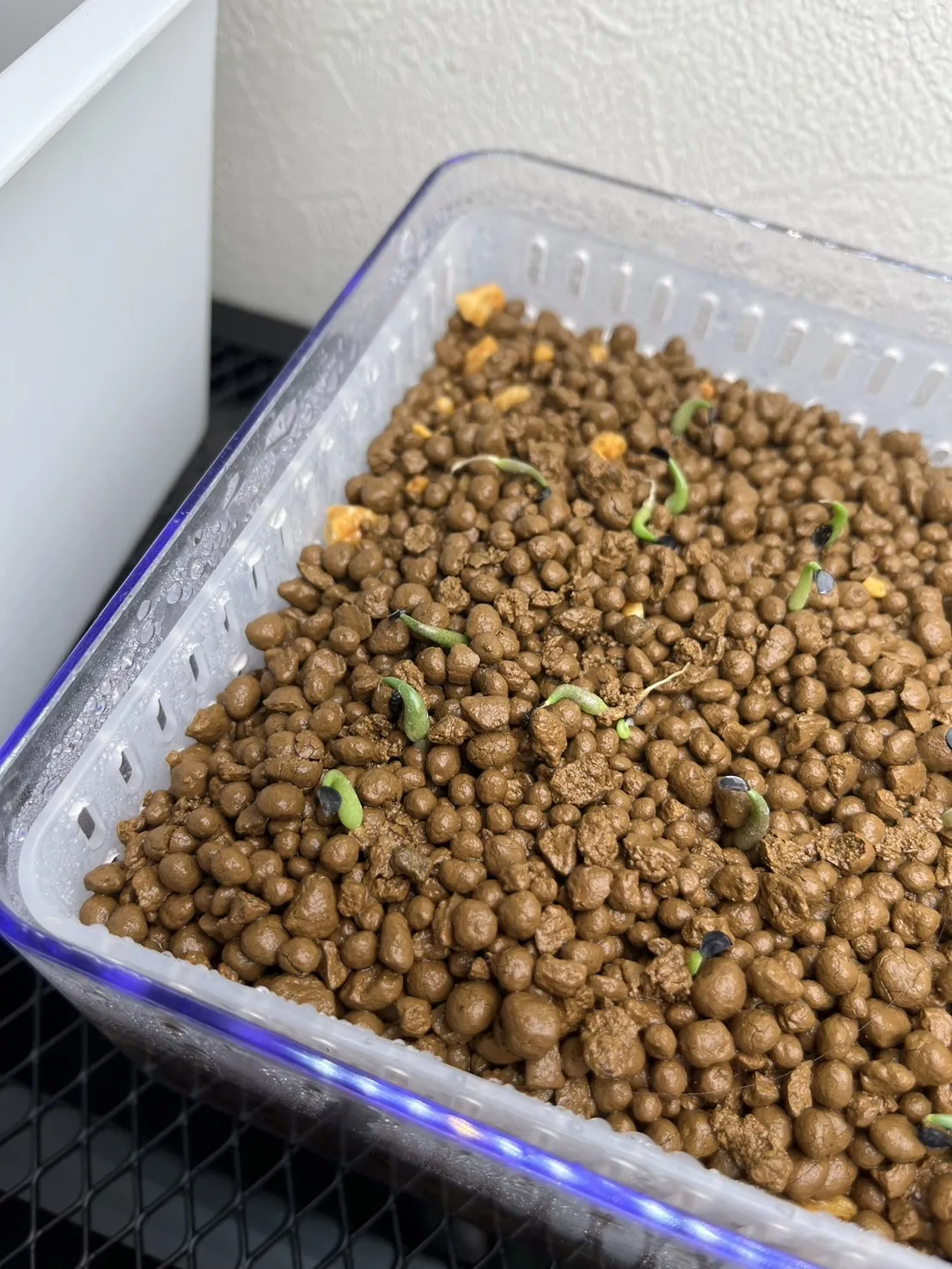 Agave titanota 'Blue' (アガベ チタノタブルー)