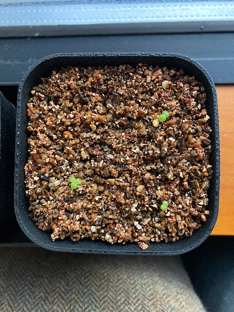 Tylecodon paniculatus (ティレコドン パニクラタス)