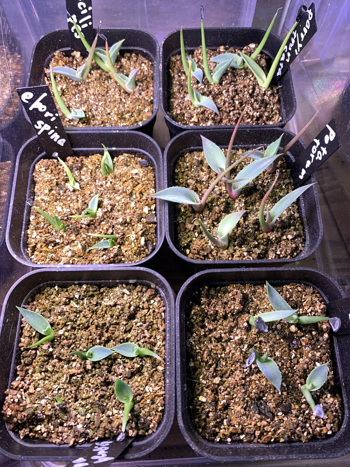 Agave utahensis ssp. utahensis (アガベ ユタエンシス)