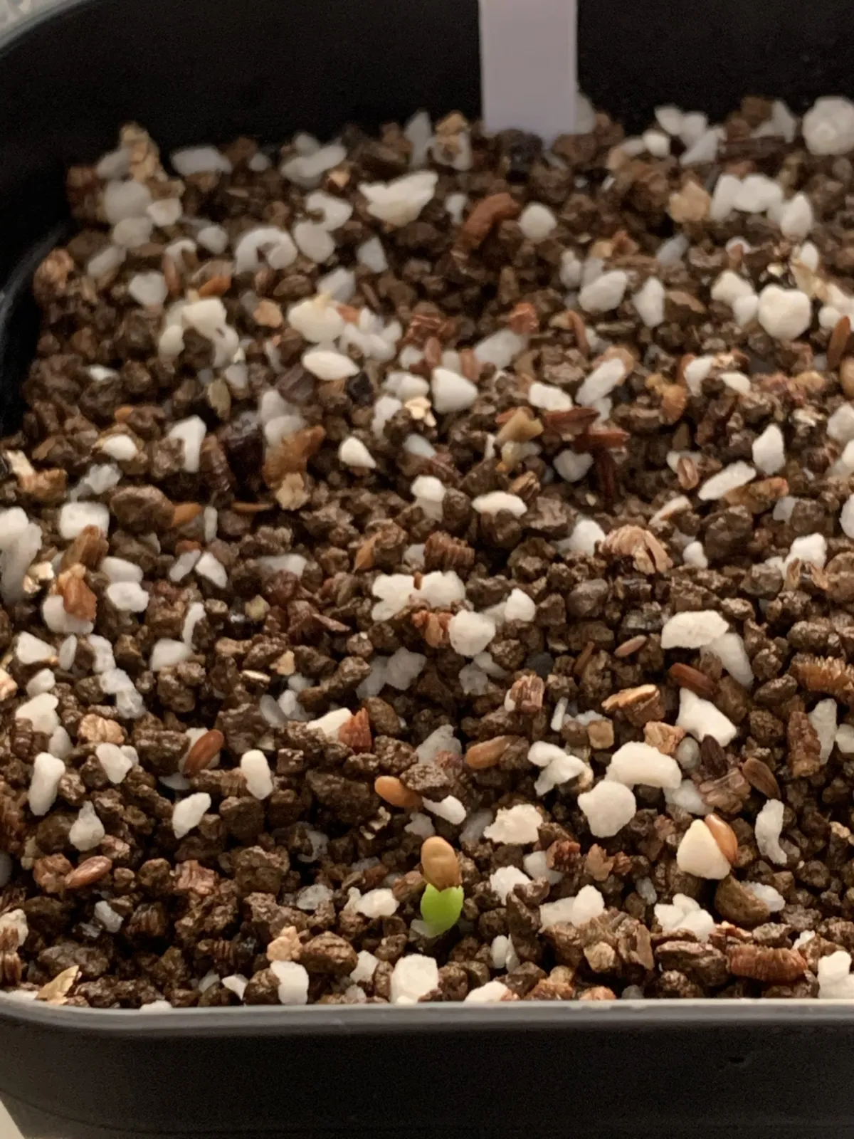 [モニター種子] パキポディウム ブレビカウレ Pachypodium brevicaule ssp. brevicaule