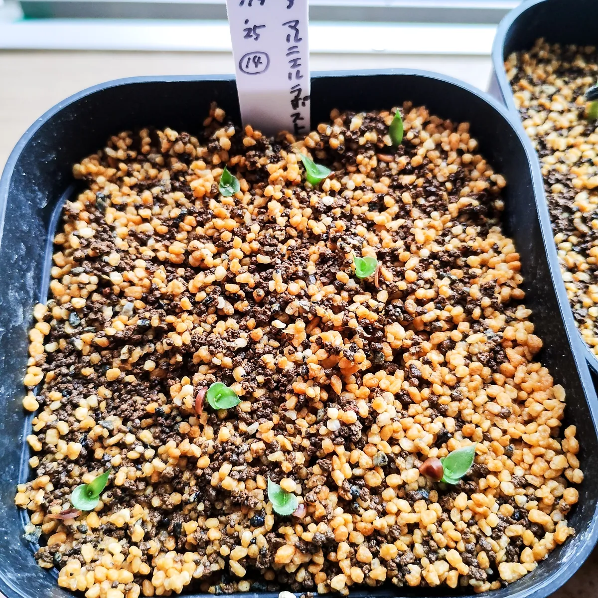 Dyckia marnier-lapostollei (ディッキア マルニエルラポストレイ)