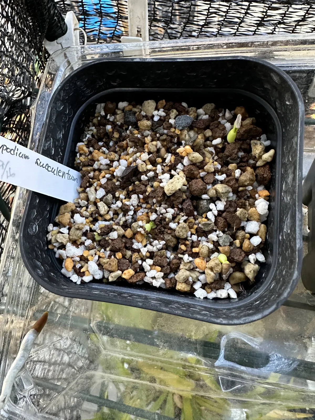 Pachypodium succulentum (パキポディウム サキュレンタム 天馬空)