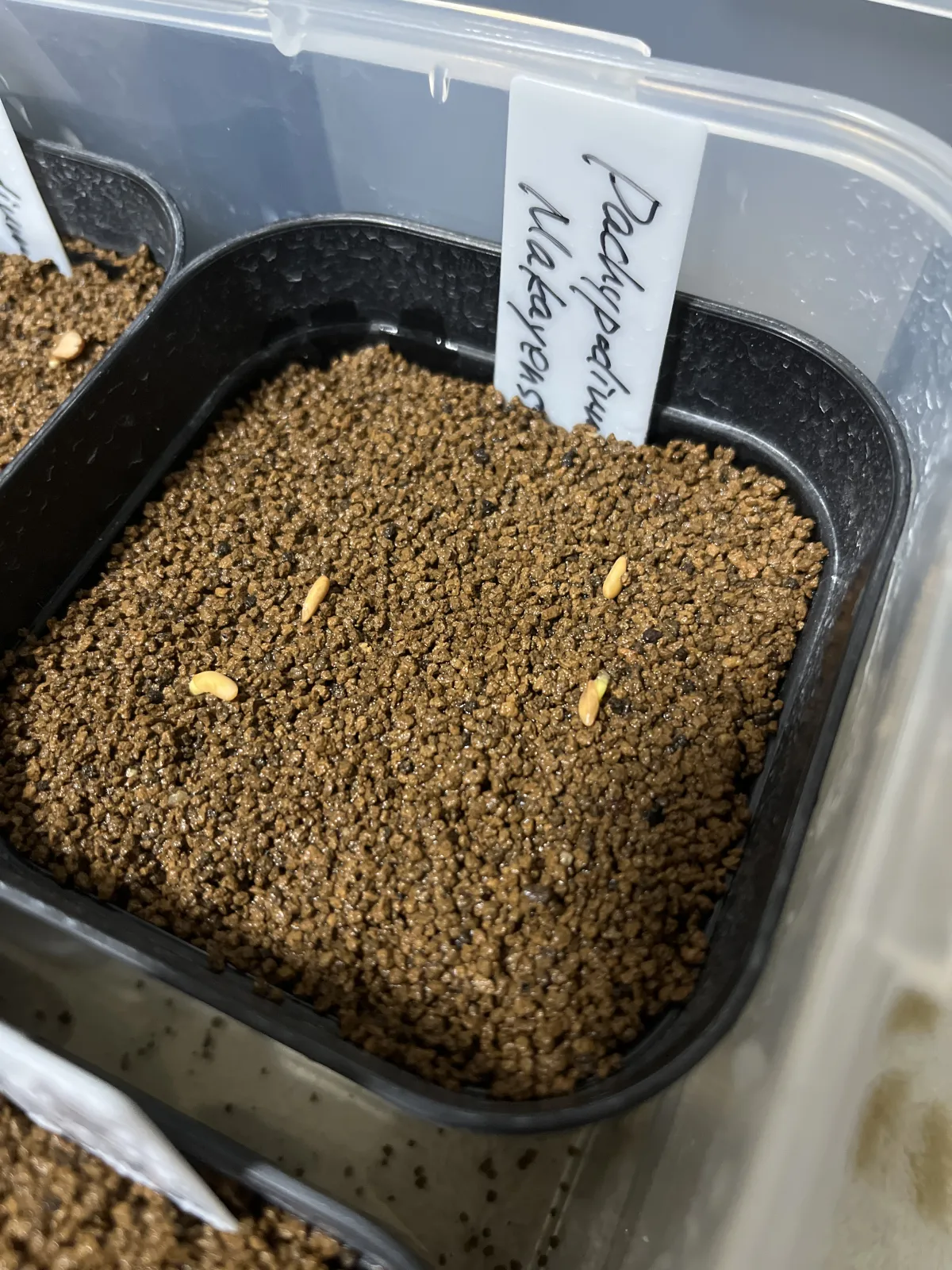 Pachypodium rosulatum subsp. makayense (パキポディウム マカイエンセ)