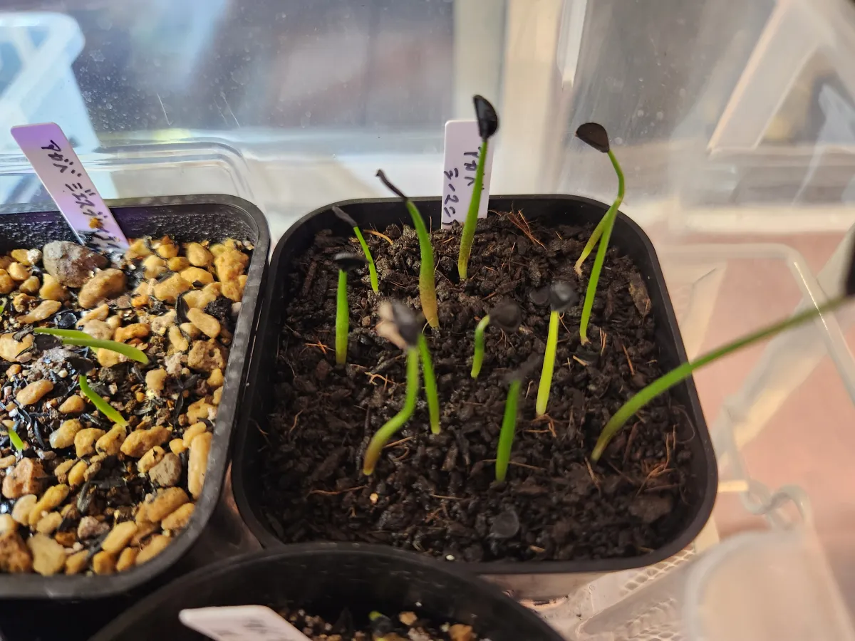 Agave seemanniana (アガベ シーマニアナ)