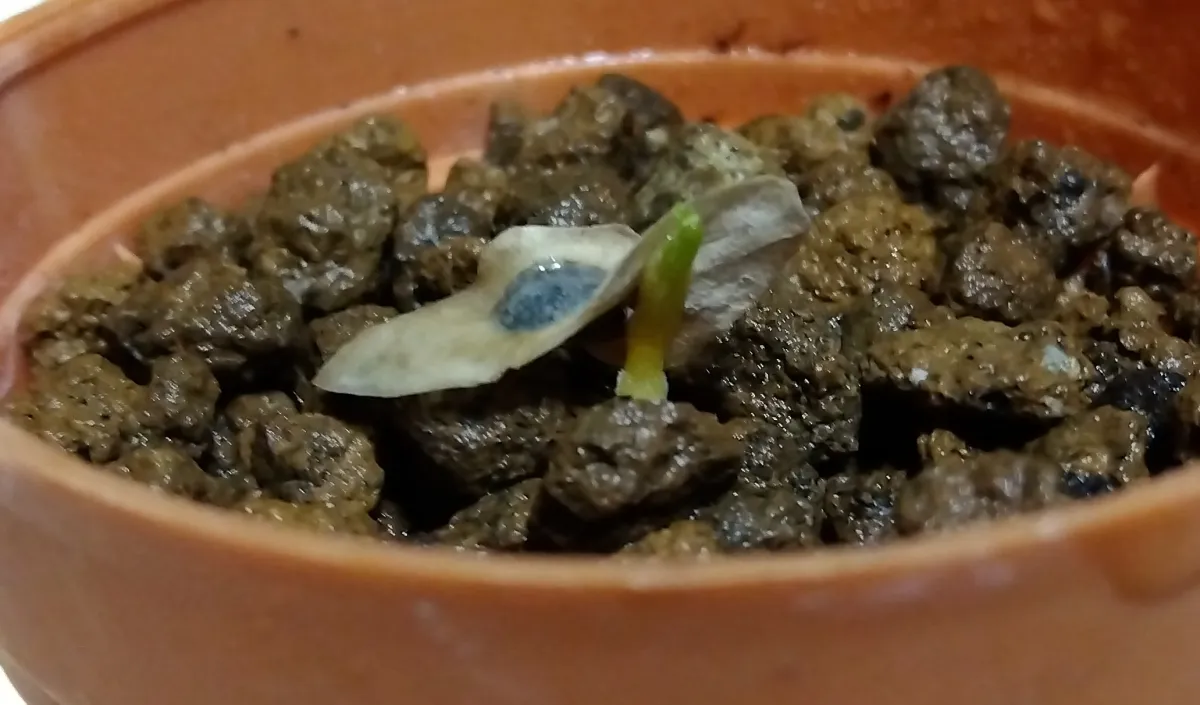 Aloidendron barberae (アロエ バルベラエ)