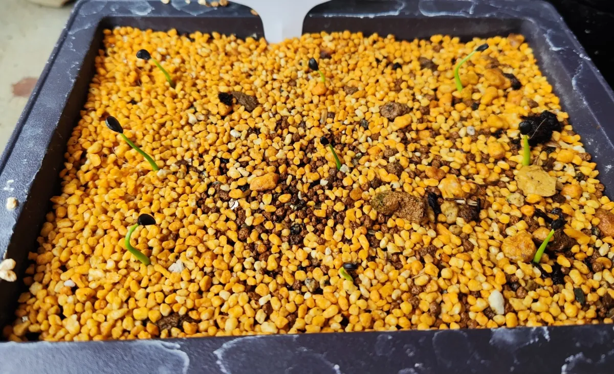 Agave deserti var. pringlei (アガベ プリングレイ)