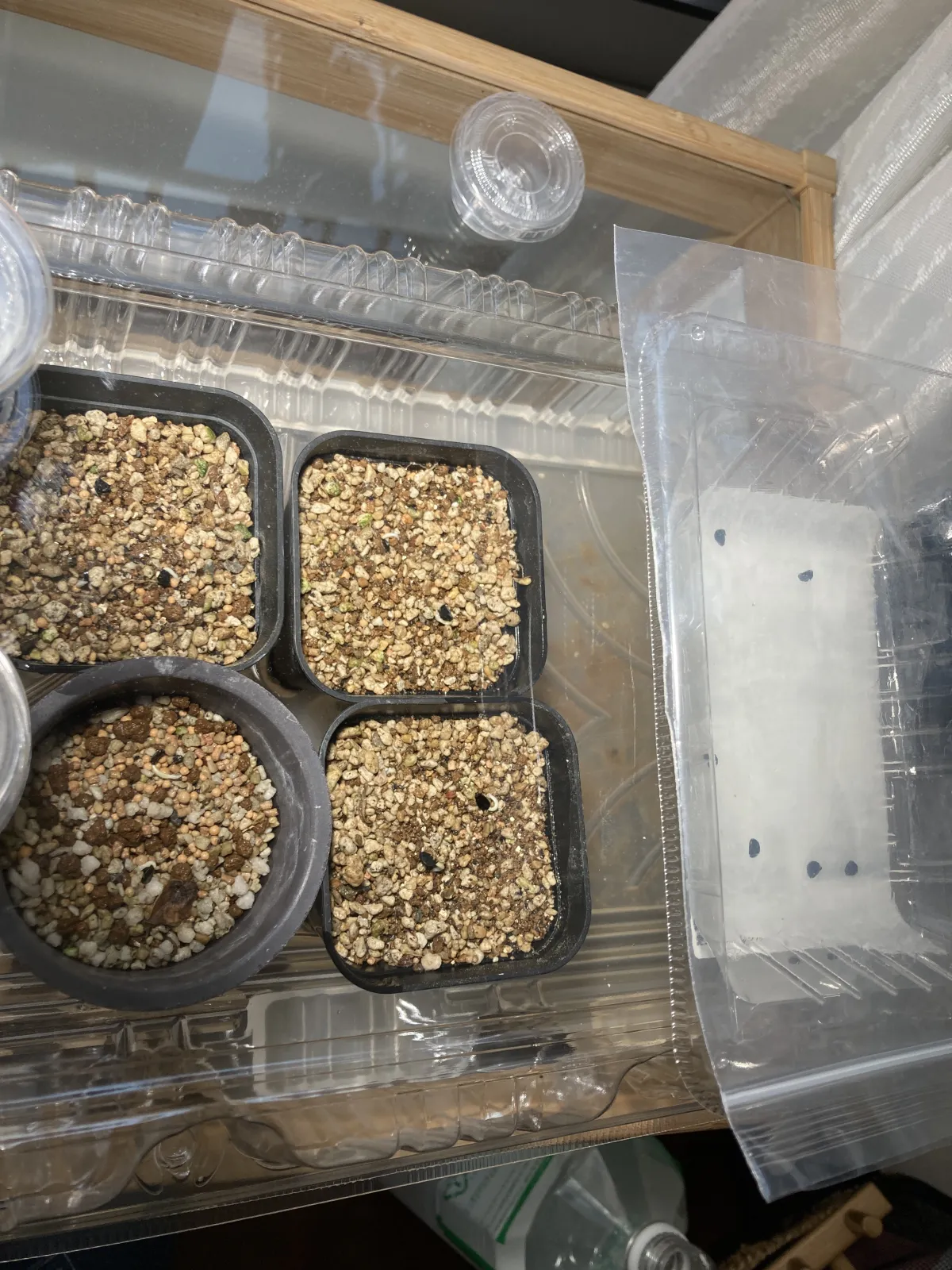 Agave titanota 'Blue' (アガベ チタノタブルー)