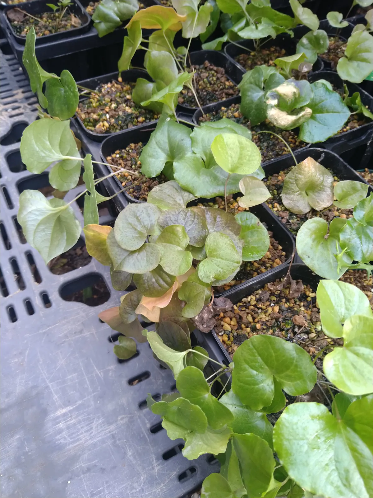 Dioscorea elephantipes (ディオスコレア エレファンティペス2023F)