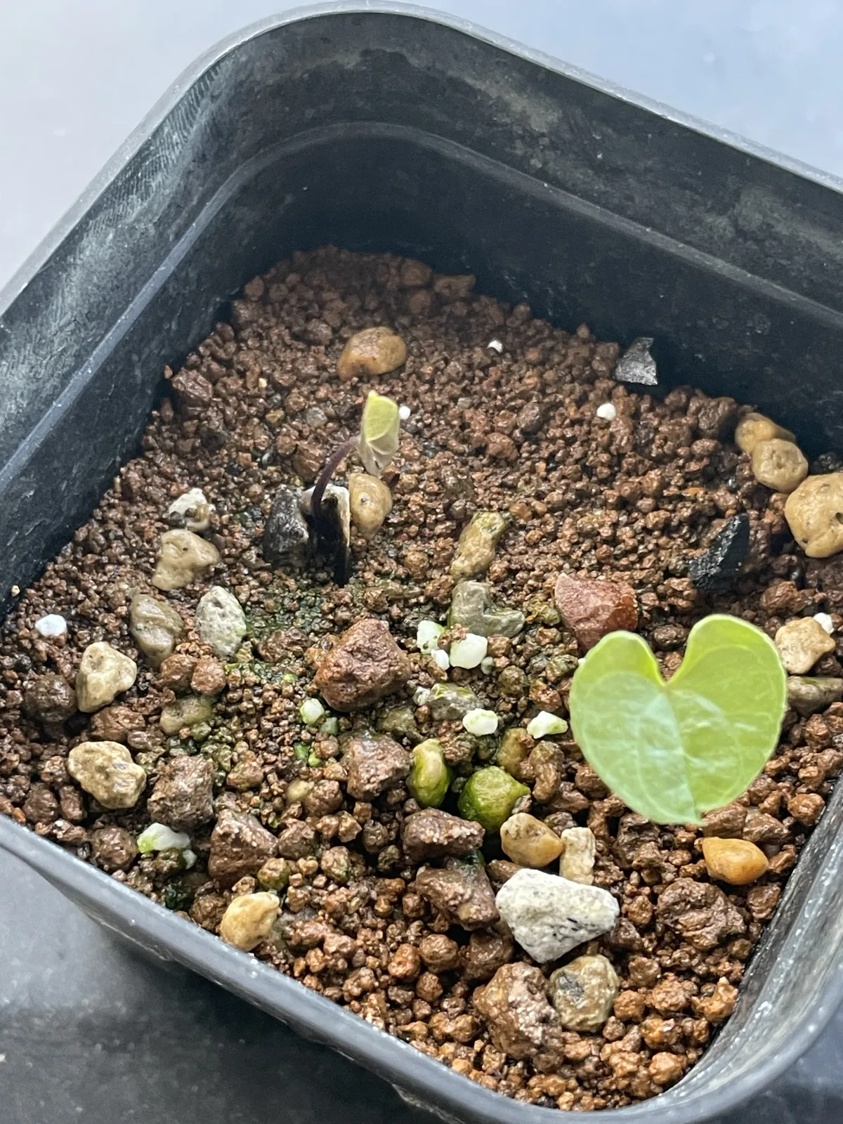 Dioscorea elephantipes (ディオスコレア エレファンティペス2023F)