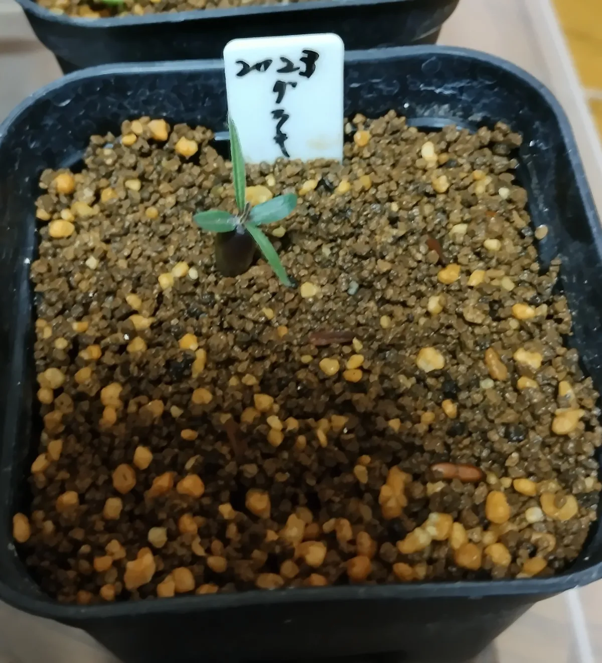 Pachypodium rosulatum var. gracilius (パキポディウム グラキリス)