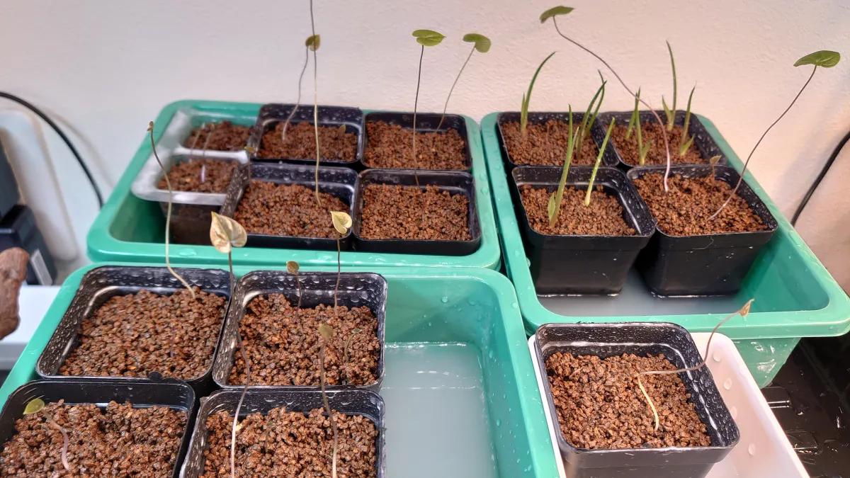 Dioscorea elephantipes (ディオスコレア エレファンティペス2023F)