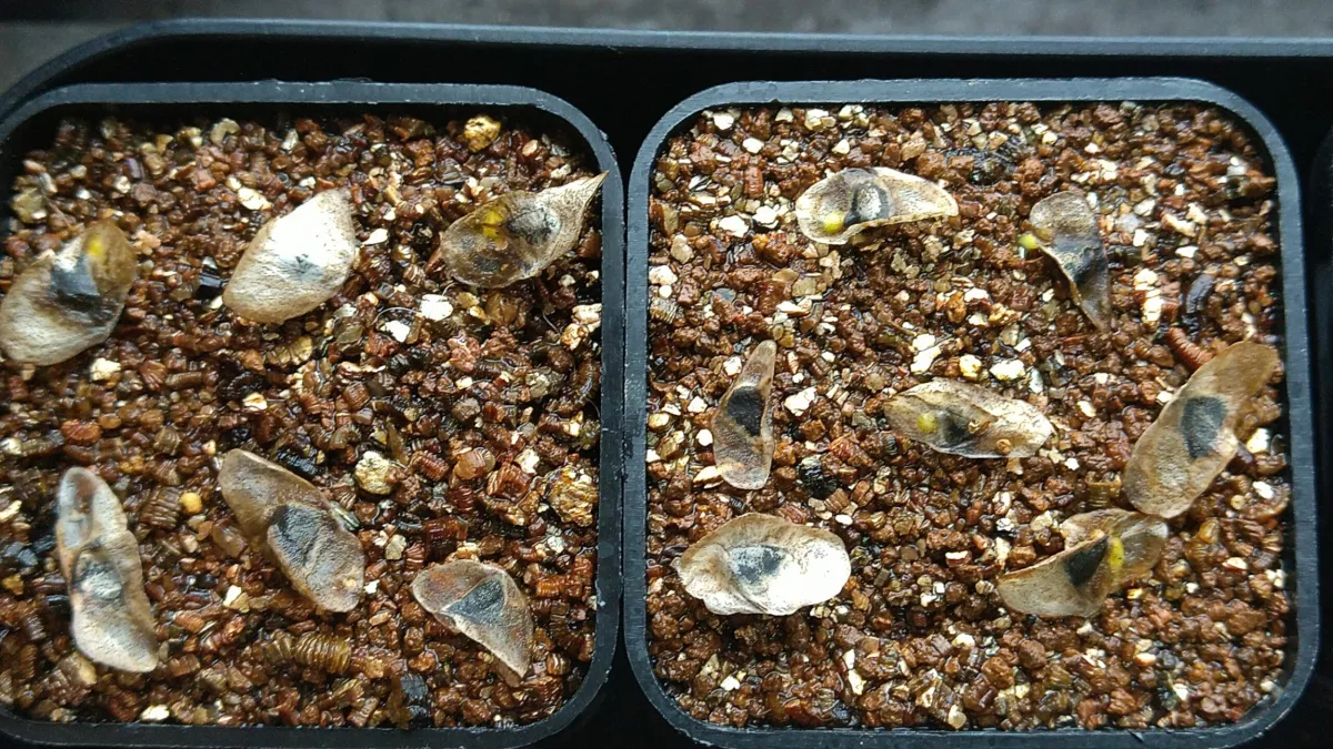 Aloe ramosissima (アロエ ラモシシマ)