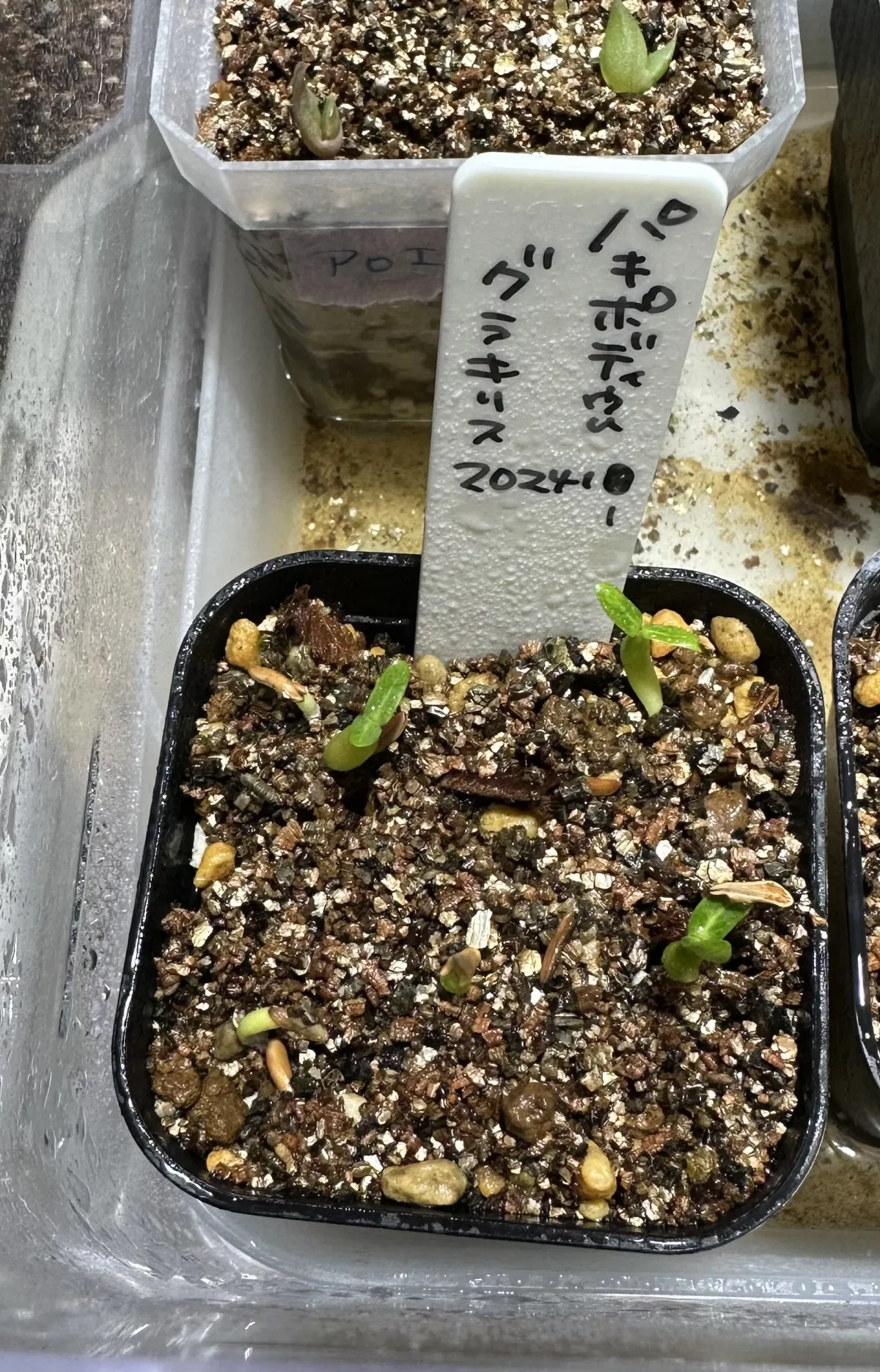 Pachypodium rosulatum var. gracilius (パキポディウム グラキリス)