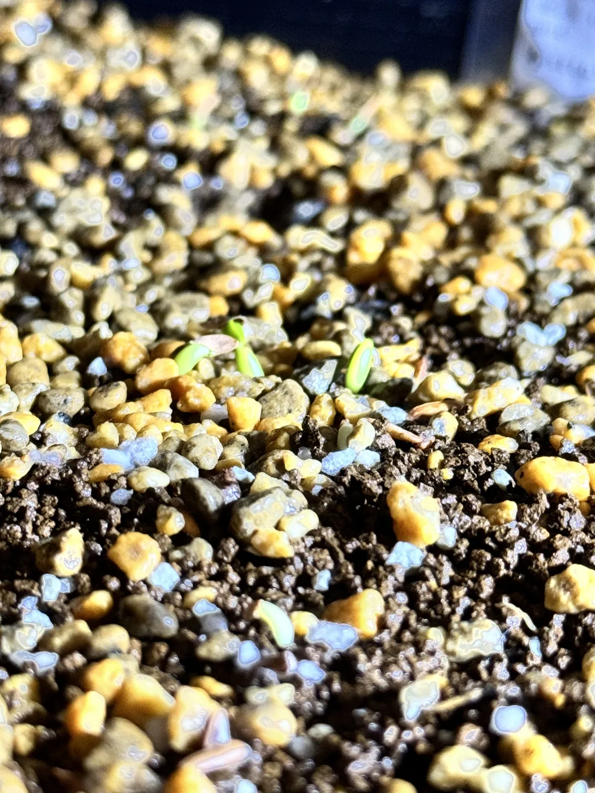 Pachypodium rosulatum var. gracilius (パキポディウム グラキリス)