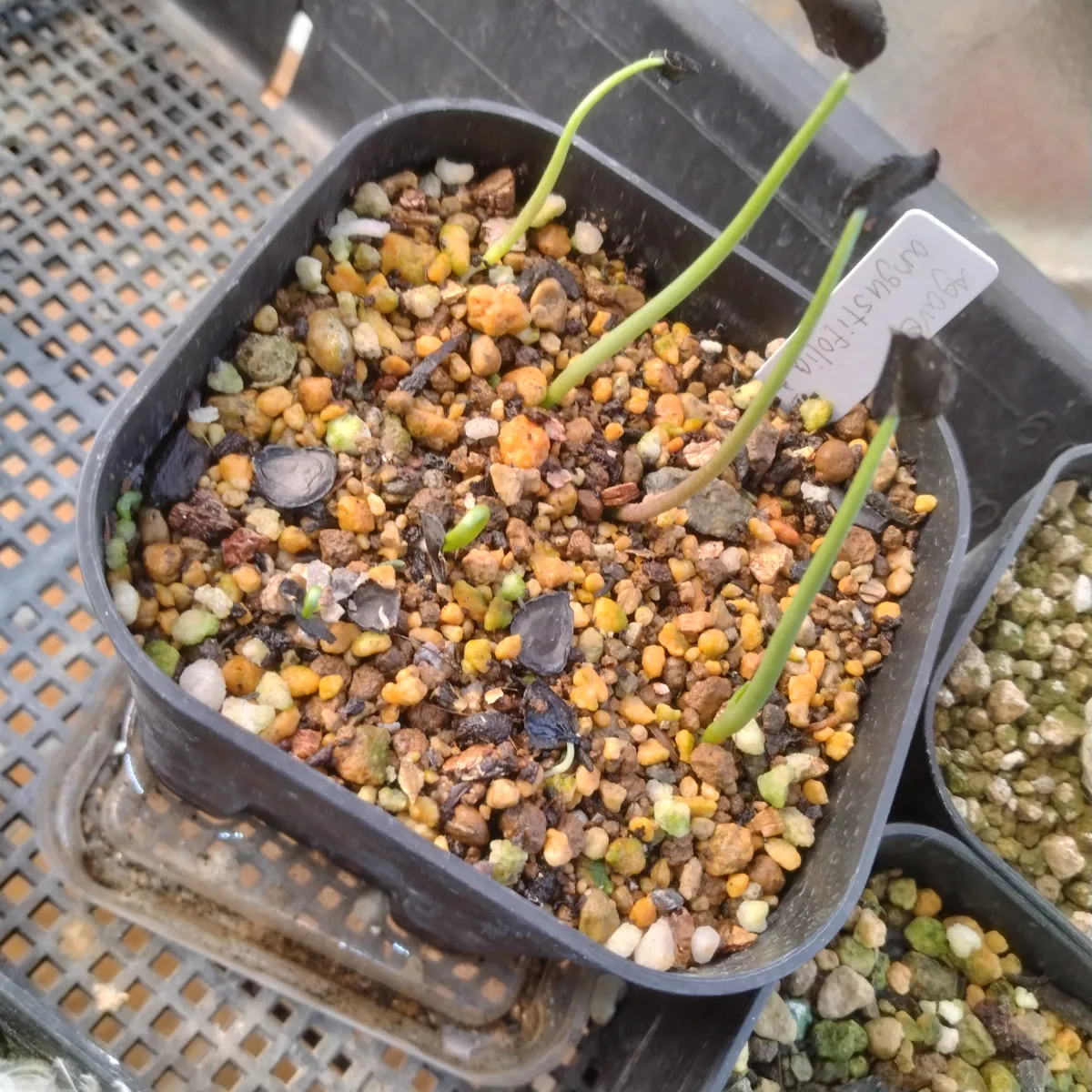 Agave angustifolia (アガベ アンガスティフォリア (Espadín))