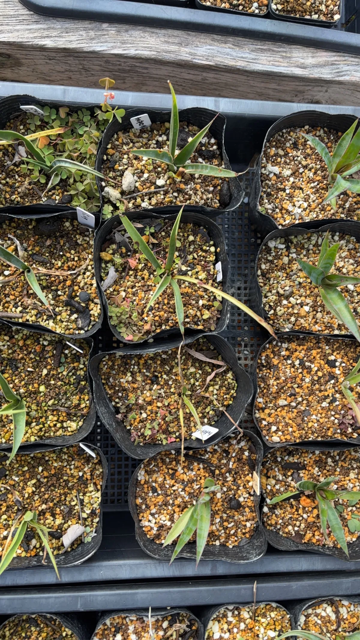 Yucca rostrata 'Gray Green' (ユッカ ロストラータ 'グレイグリーン)