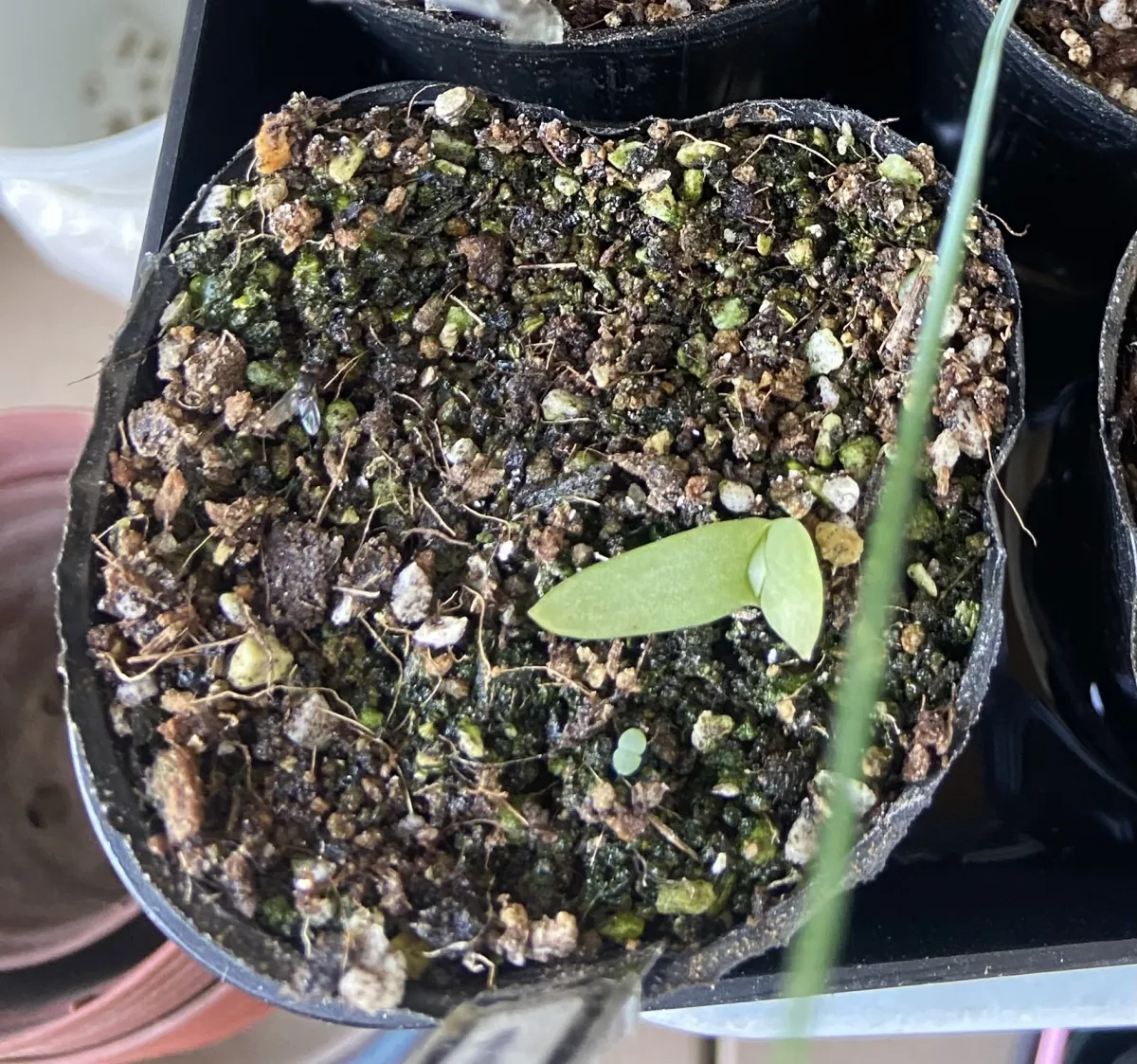 Aloe polyphylla (アロエ ポリフィラ)