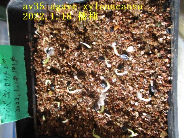 Agave xylonacantha (アガベ キシロナカンサ)