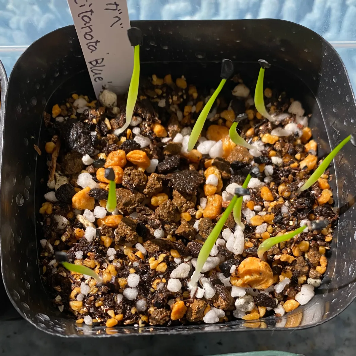 Agave titanota 'Blue' (アガベ チタノタブルー)