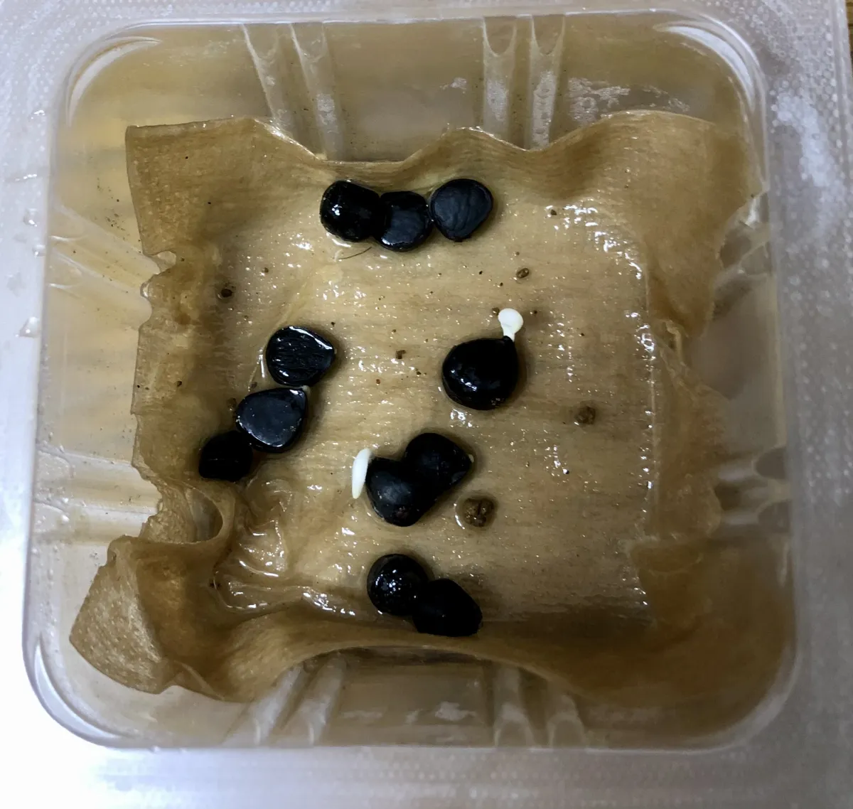 Yucca periculosa (ユッカ ペリクローサ)