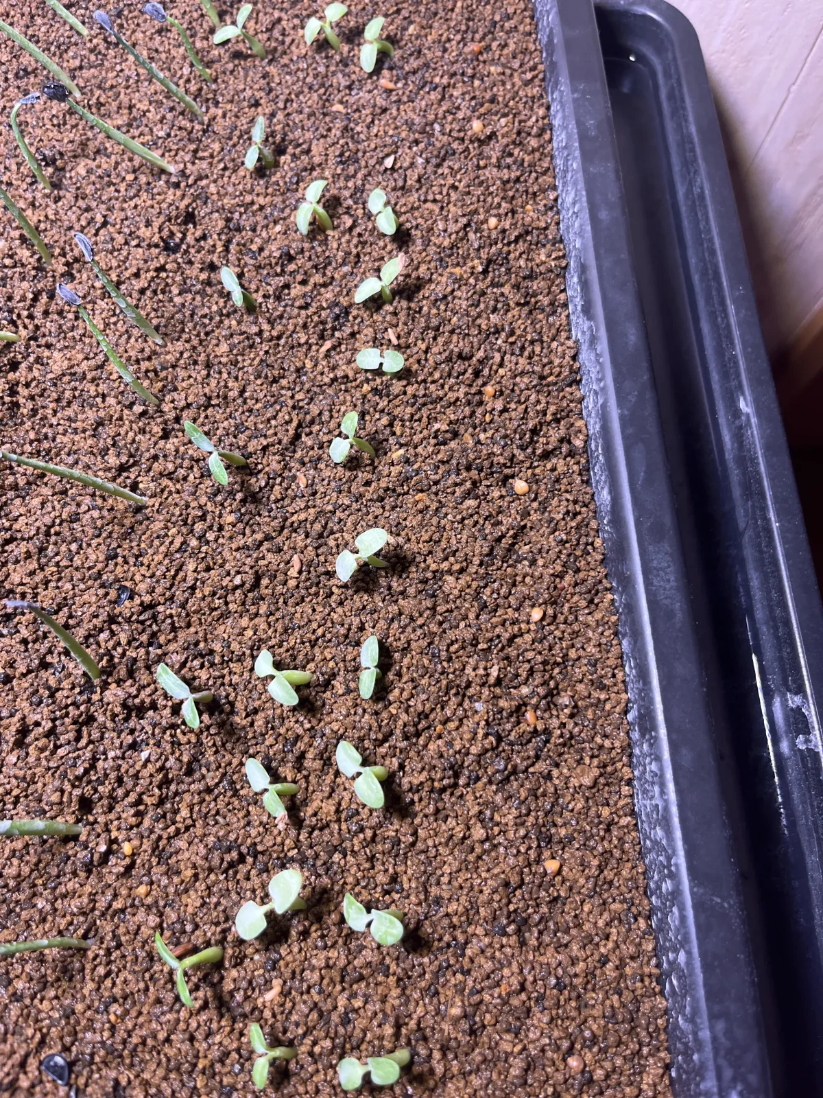 Pachypodium enigmaticum (パキポディウム エニグマチカム)