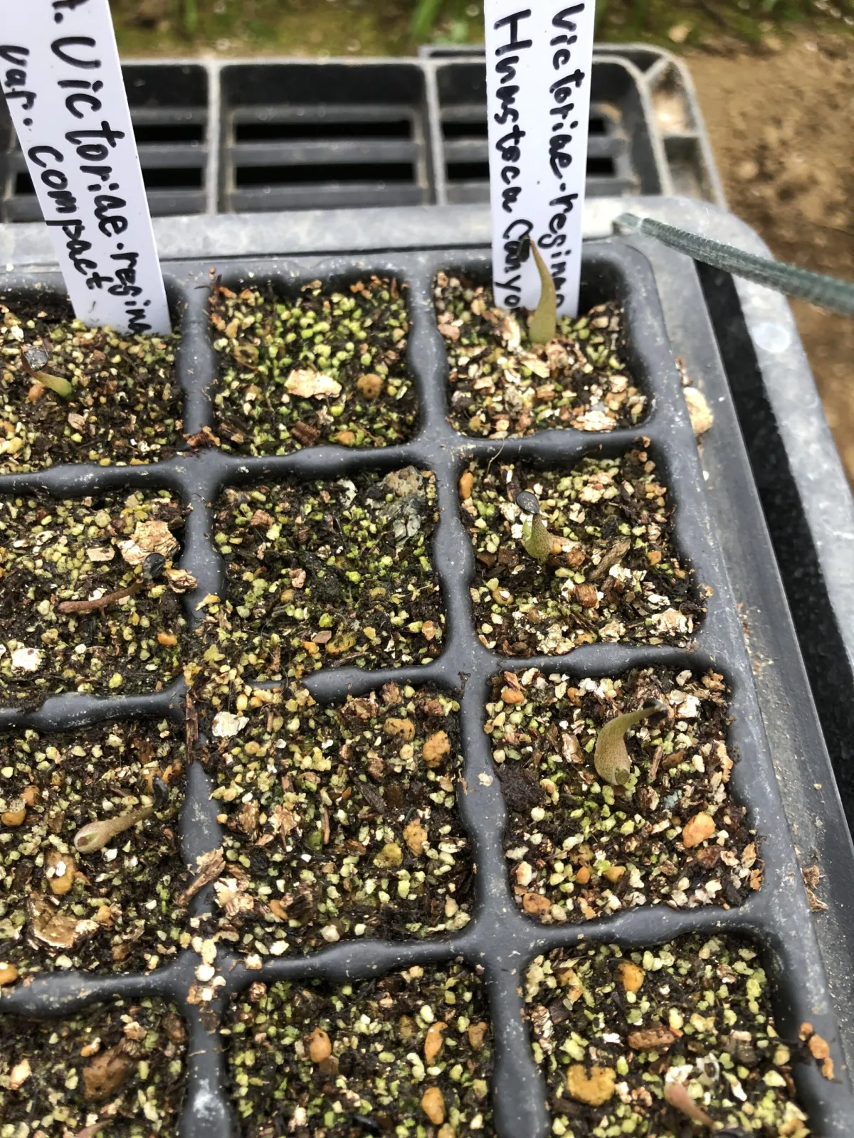 Agave victoriae-reginae 'Huasteca Canyon' (アガベ フアステカキャニオン)