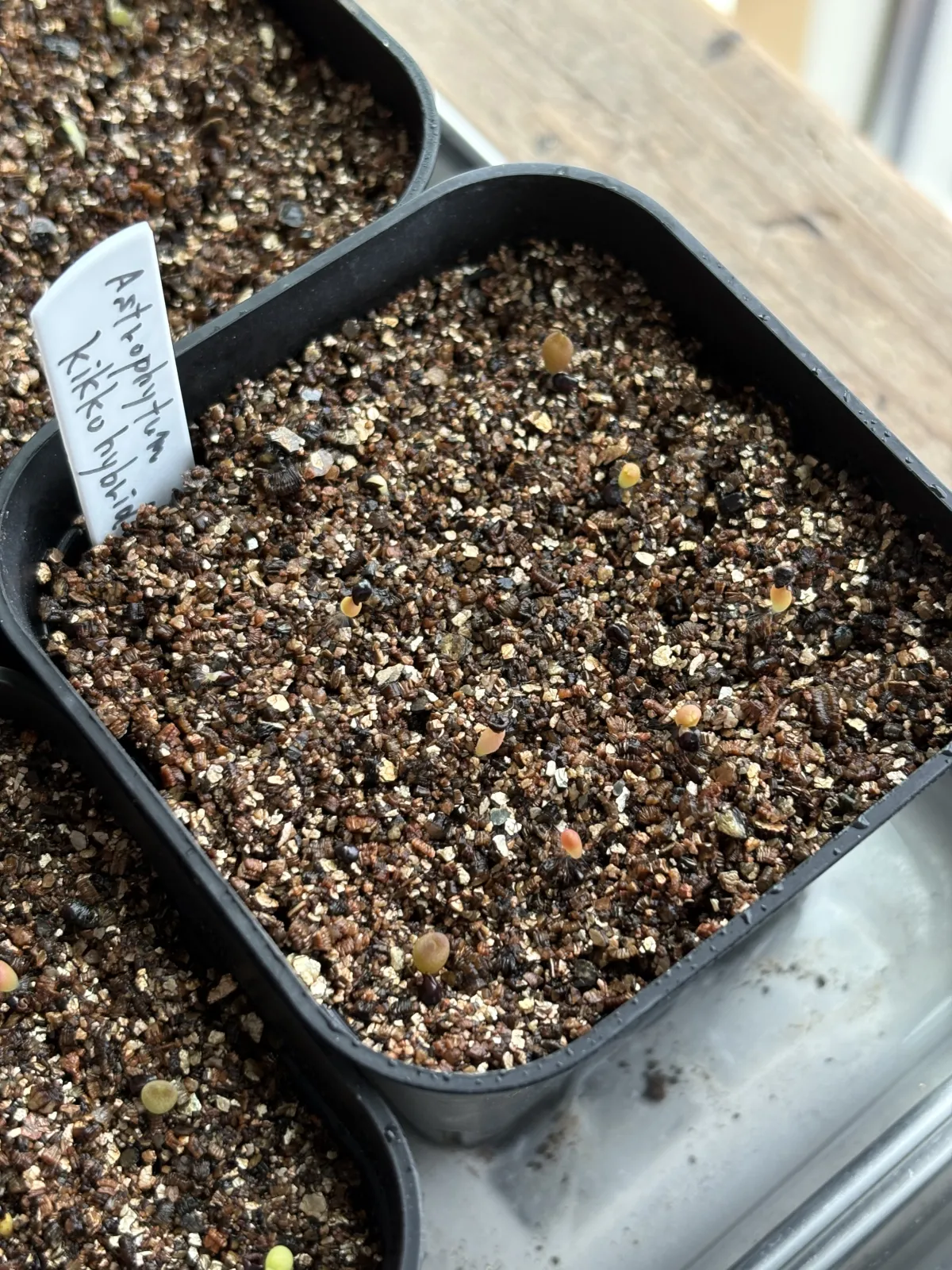 Astrophytum Astrophytum kikko kikko hybrid (アストロフィツム 亀甲ハイブリッド)