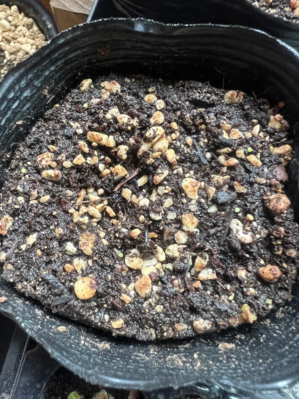 Conophytum burgeri (コノフィツム ブルゲリ)