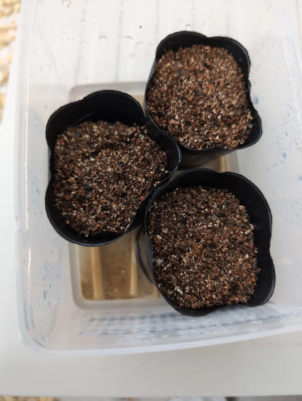 Agave toumeyana var. bella (アガベ トウメヤナ ベラ)