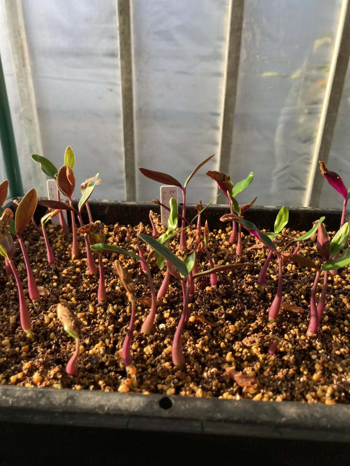 Petopentia natalensis (ペトペンチア ナタレンシス)