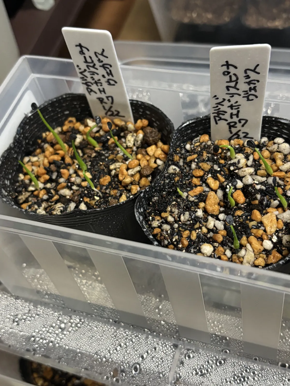 Agave utahensis var. eborispina 'Vegas' (アガベ エボリスピナ ヴェガス)