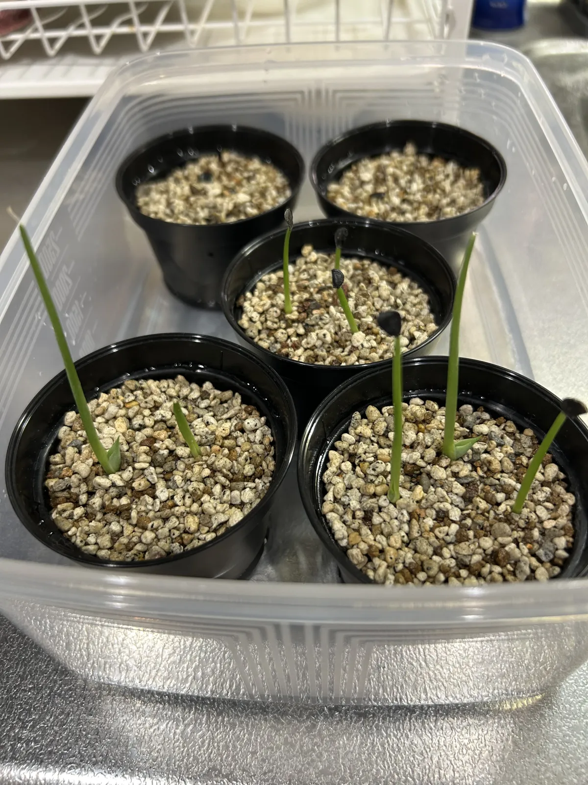 Agave parryi var. truncata (アガベ パリー トランカータ)