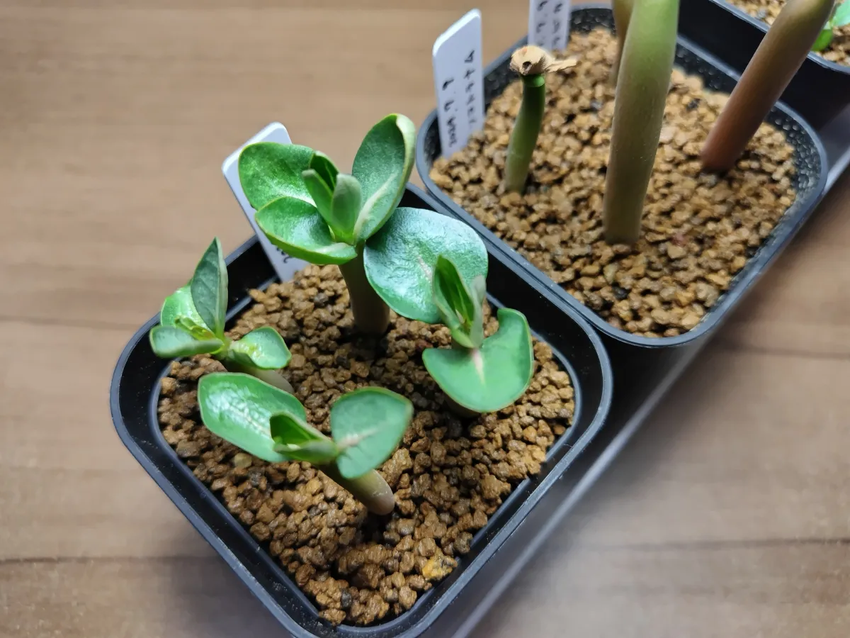 Adenium obesum thai (アデニウム タイ ソコトラナム)
