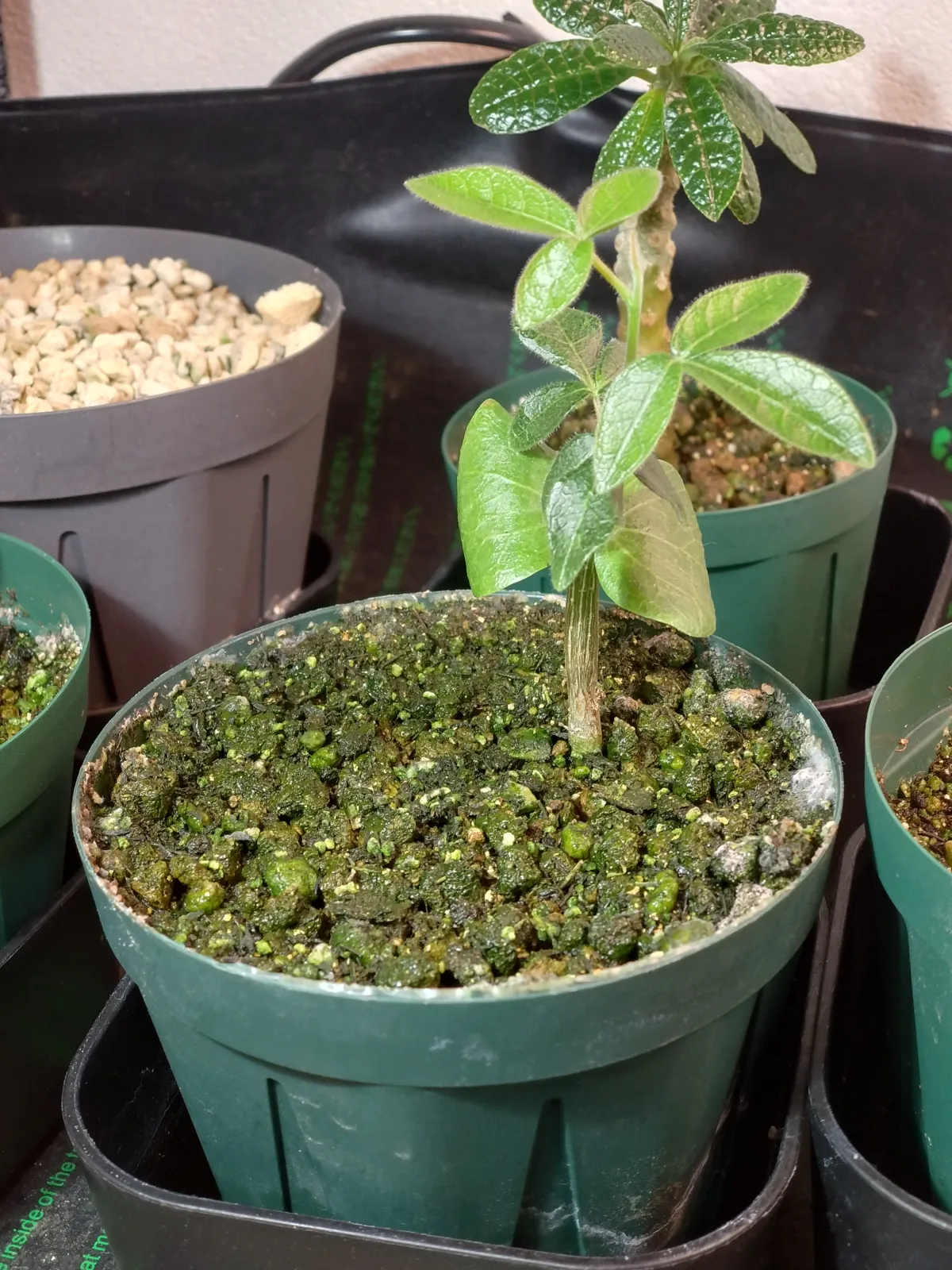 Commiphora monstruosa (コミフォラ モンストローサ)