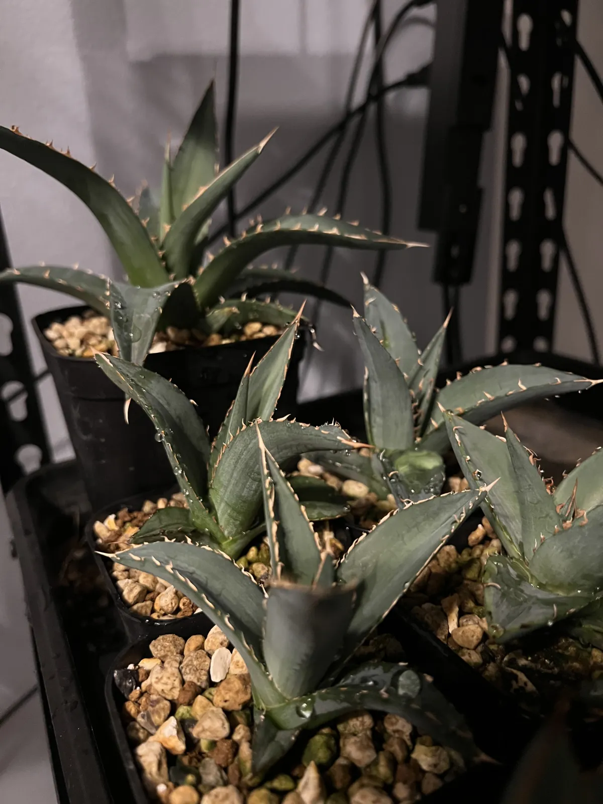 Agave horrida ssp. horrida (アガベ ホリダ)