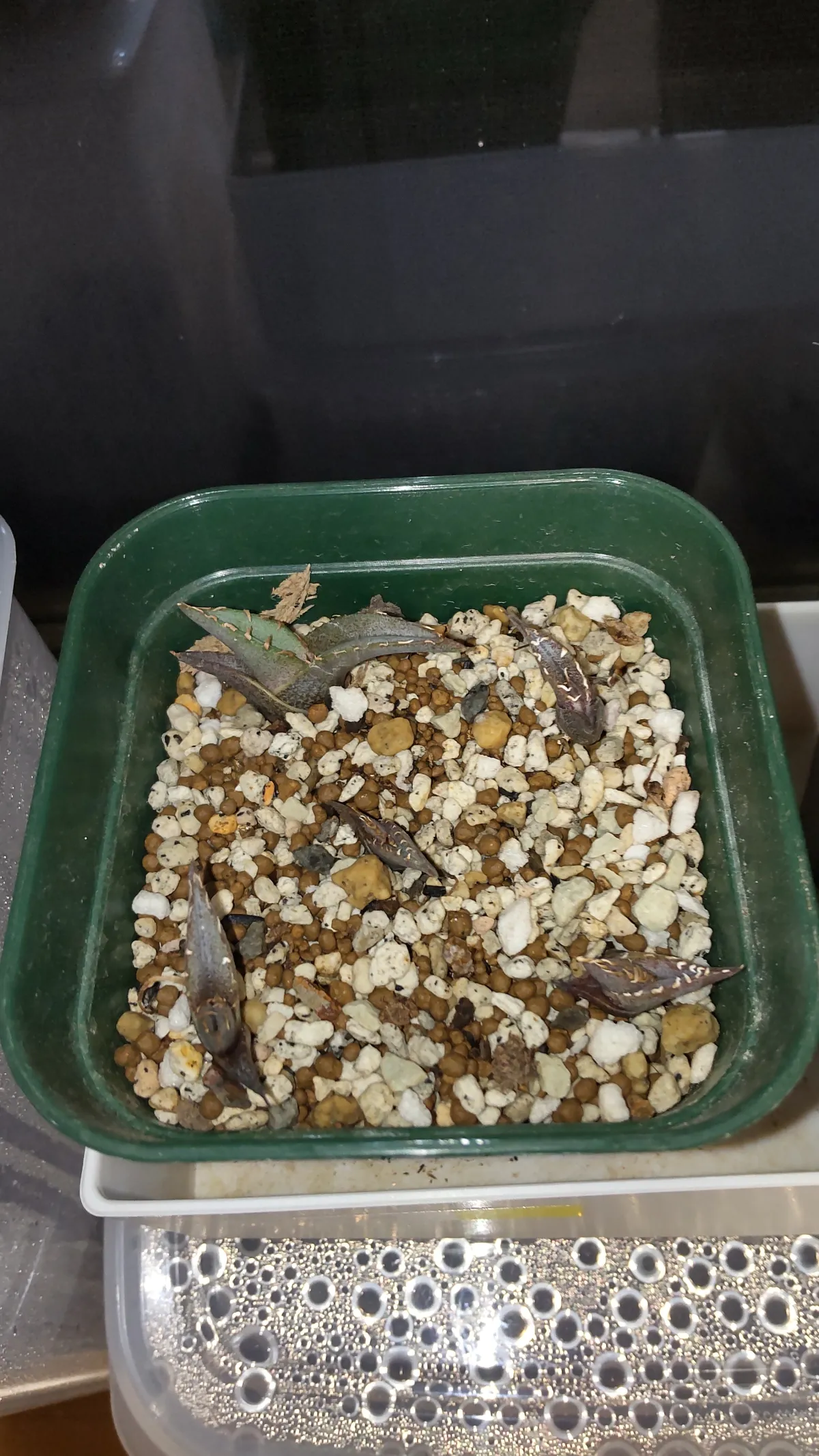 Agave shrevei ssp. magna (アガベ シュリベイマグナ)