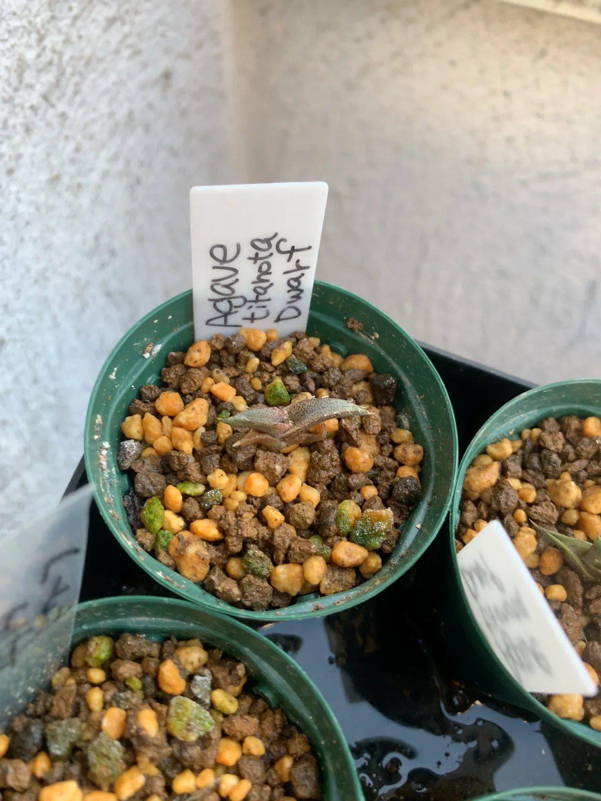 Agave titanota (アガベ チタノタ ドワーフ)