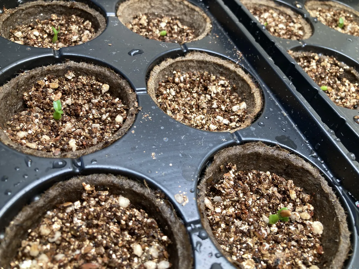 Pachypodium rosulatum var. gracilius (パキポディウム グラキリス)