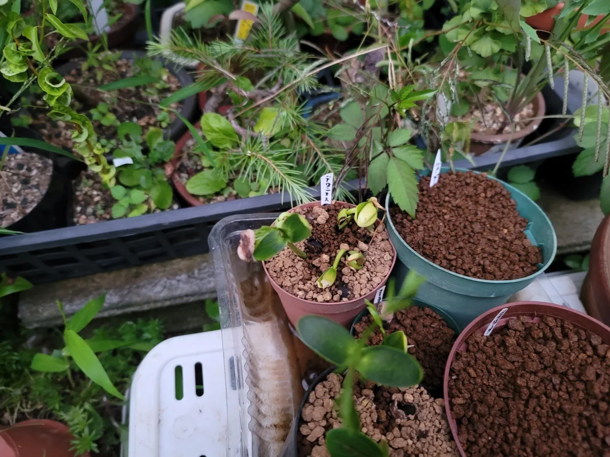 Delonix decaryi (デロニクス デカリー)