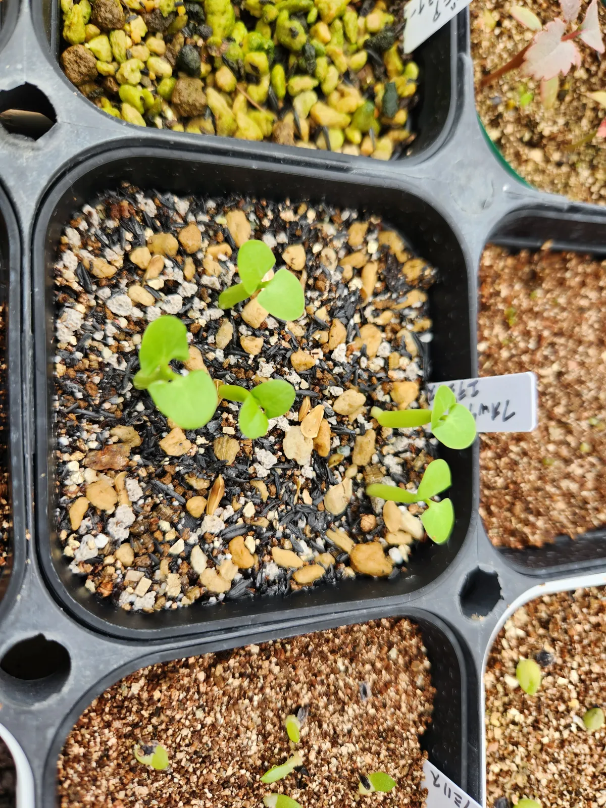 Fockea edulis (フォッケア 火星人)